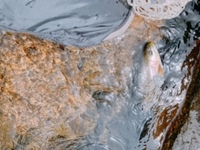 秩父フライフィールド 釣果