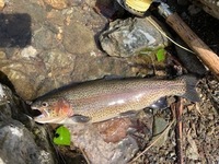 秩父フライフィールド 釣果