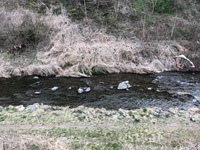 秩父フライフィールド 釣果