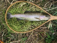 秩父フライフィールド 釣果