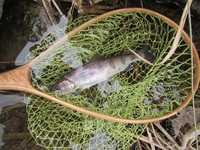 秩父フライフィールド 釣果