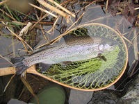 秩父フライフィールド 釣果