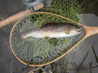 秩父フライフィールド 釣果