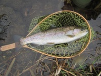 秩父フライフィールド 釣果
