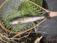 秩父フライフィールド 釣果