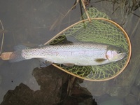 秩父フライフィールド 釣果