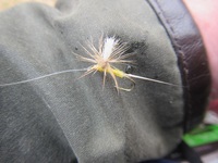 秩父フライフィールド 釣果