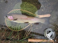 秩父フライフィールド 釣果