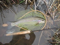 秩父フライフィールド 釣果