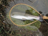 秩父フライフィールド 釣果