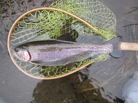 秩父フライフィールド 釣果