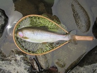 秩父フライフィールド 釣果