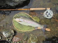 秩父フライフィールド 釣果