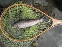 秩父フライフィールド 釣果