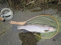 秩父フライフィールド 釣果