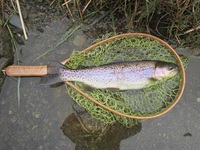 秩父フライフィールド 釣果