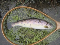 秩父フライフィールド 釣果