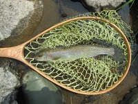 秩父フライフィールド 釣果