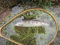 秩父フライフィールド 釣果