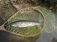 秩父フライフィールド 釣果