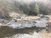 秩父フライフィールド 釣果