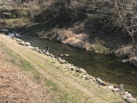 秩父フライフィールド 釣果