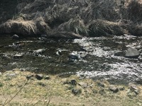 秩父フライフィールド 釣果