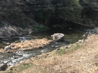 秩父フライフィールド 釣果