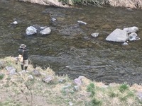 秩父フライフィールド 釣果