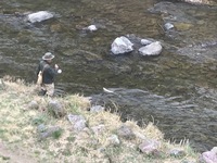 秩父フライフィールド 釣果