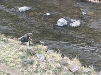 秩父フライフィールド 釣果