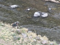 秩父フライフィールド 釣果