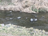 秩父フライフィールド 釣果