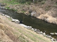 秩父フライフィールド 釣果