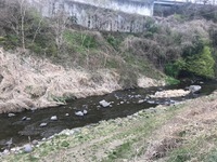 秩父フライフィールド 釣果