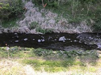 秩父フライフィールド 釣果