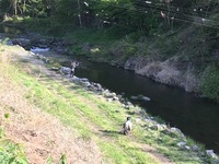 秩父フライフィールド 釣果