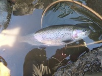 秩父フライフィールド 釣果