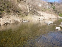 秩父フライフィールド 釣果