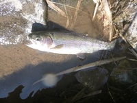 秩父フライフィールド 釣果