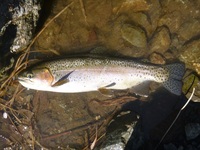 秩父フライフィールド 釣果