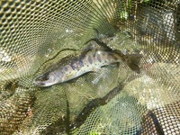 秩父フライフィールド 釣果