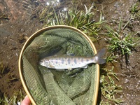 秩父フライフィールド 釣果