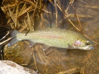秩父フライフィールド 釣果