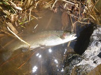 秩父フライフィールド 釣果