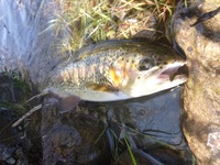 秩父フライフィールド 釣果