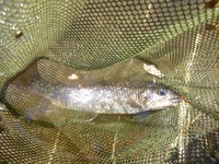 秩父フライフィールド 釣果