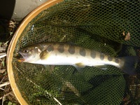 秩父フライフィールド 釣果