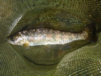 秩父フライフィールド 釣果