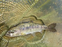 秩父フライフィールド 釣果